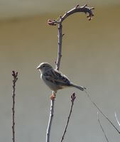 moineau1