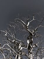arbre3