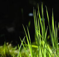 herbes 2