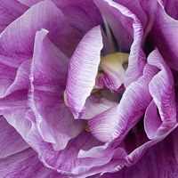 tulipe2